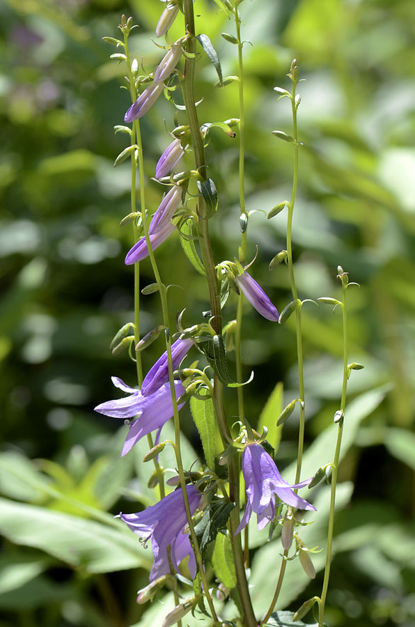 Campanula rapunculoides / Campanula serpeggiante